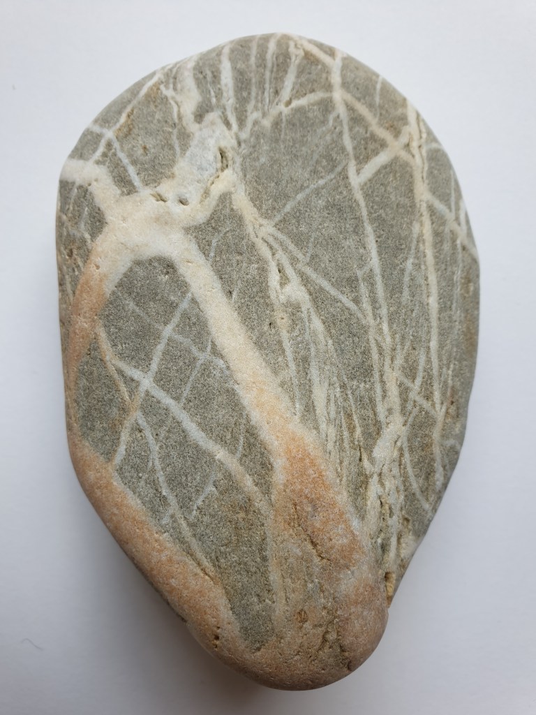 A picture containing sitting, table, echinoderm
Description automatically generated